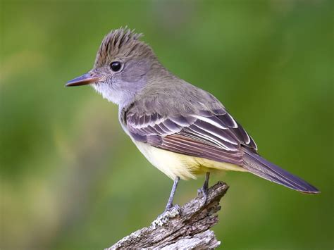 Great Crested Flycatcher Ebird