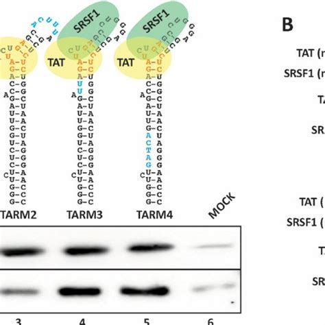 Srsf And Tat Bind Overlapping Sequences Within Tar A Rac Assays