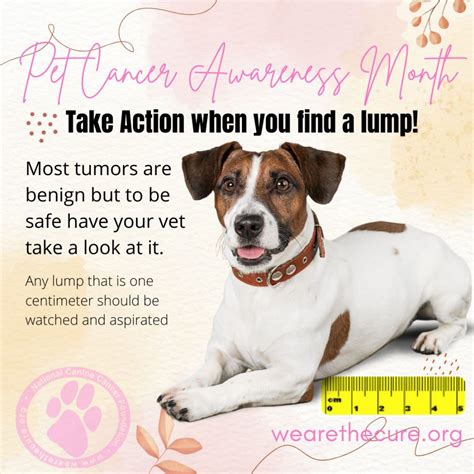 Dog Cancer Prevention The National Canine Cancer Foundation