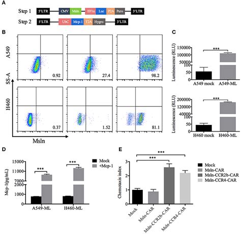 Frontiers Chemokine Receptor Ccr2b Enhanced Anti Tumor Function Of Chimeric Antigen Receptor T