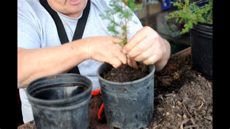 Digging Up And Transplanting Wild Eastern Red Cedar Seedlings Youtube