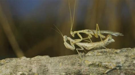 Cómo es el apareamiento de la mantis religiosa Cortejo y reproducción