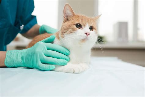 Hospital Veterinario Reynoso Las Mascotas Merecen La Mejor Atención