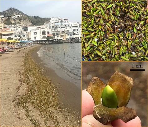 Thousands Of Posidonia Oceanica Fruits Stranded On A Beach In