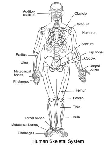 Kolorowanka Uk Ad Szkieletowy Cz Owieka Kolorowanki Dla Dzieci Do Druku
