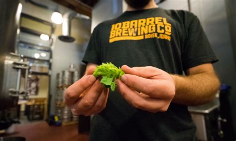 Beer Hops: All You Need to Know