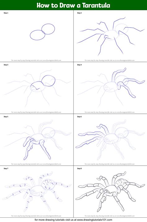 How To Draw A Tarantula Arachnids Step By Step Drawingtutorials