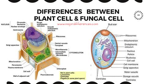 6 Differences between Plant cell and Fungal cell. Simple point wise ...