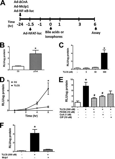 Bile Acids Induce Pancreatic Acinar Cell Injury And Pancreatitis By