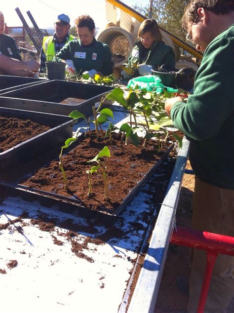 TALLER DE EMPLEO SEGÓBRIGA VII PRÁCTICAS DE MULTIPLICACIÓN VEGETAL