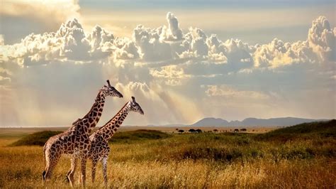 Serengeti Safari: A Wildlife Guide - PudingSuite