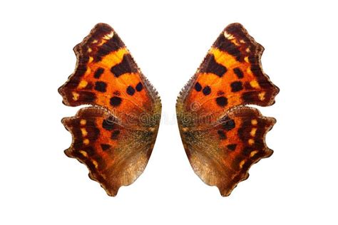 Alas Tropicales De La Mariposa Aisladas En El Fondo Blanco Imagen De