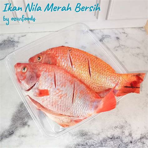 Ikan Nila Merah