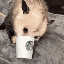 Possum GIF - Possum - Discover & Share GIFs