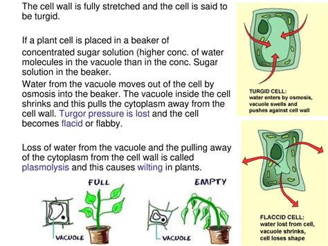 Chapter 13 Diffusion And Osmosis Ppt Download