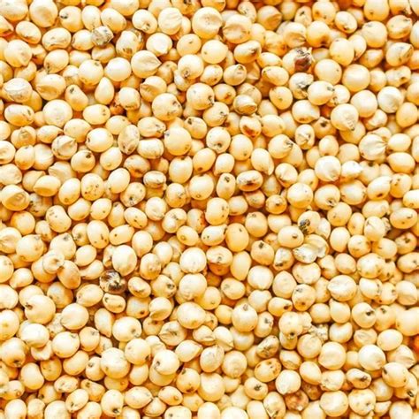 Yellow Organic Jowar Whole Sorghum At Best Price In Indore Id