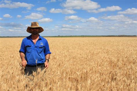 Farm Crops Wheat