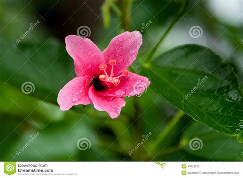 Flor Rosada Del Hibisco Imagen De Archivo Imagen De Tropical