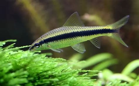 Siamese Algae Eater Care: Complete Guide for Beginners - AquariumNexus