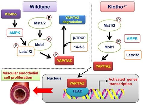 Klotho Promotes AMPK Activity And Maintains Renal Vascular Integrity By