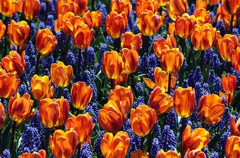 Flowers Tulips Flower Bed Flowerbed Spring Muskari Muscari HD