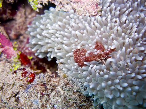 Sea Slug eating red sponge stock photo. Image of fiji - 6480730