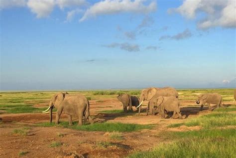 Amboseli National Park Safari Alderley Tours Travel