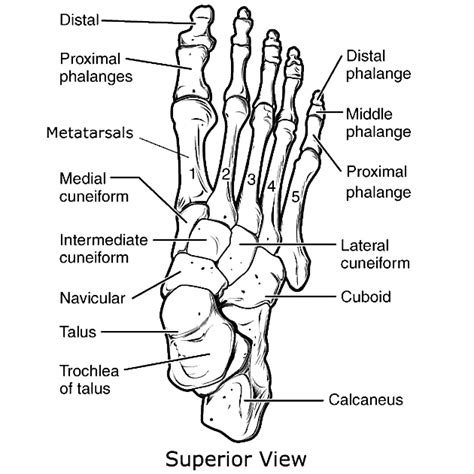 Tarsal bones (mnemonic) | Radiology Reference Article | Radiopaedia.org ...