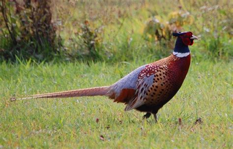 Ringneck Clarion County Pa Ring Necked Pheasants Stride Flickr