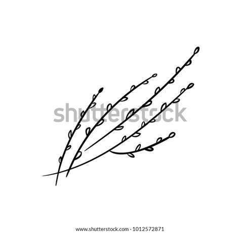 Pussy Willow Illustration Branches Buds Icons Stock Vector Royalty Free Shutterstock