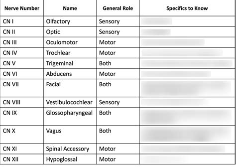 Cranial Nerves Diagram Quizlet