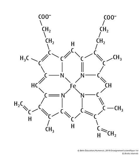 D Couvrir Imagen H Moglobine Formule Chimique Fr Thptnganamst Edu Vn