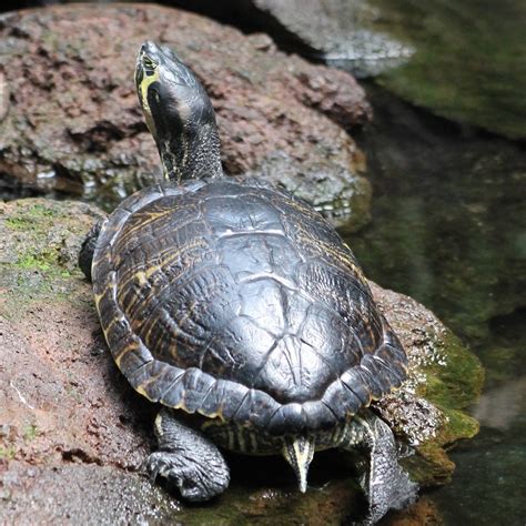 Turtle species ID ? - ZooChat