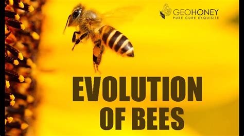 Evolution Of Honeybees And Their Role In Environment Youtube