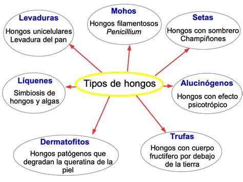 Reino Fungi Qu Es Caracter Sticas Y Clasificaci N Significados