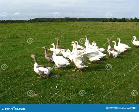 Vuelo De Los Gansos Blancos En Un Prado Foto De Archivo Imagen De