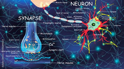 Anatomy Neuron And Synapse Signaling In The Brain Cells Neuron And