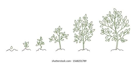 Tree growth stages image Royalty-free Stock Vector Images