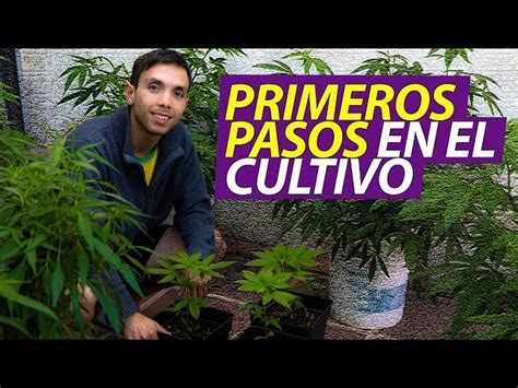 Qué Se Necesita Para Cultivar Una Planta 【al Detalle】