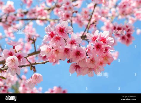 Close up japanese sakura cherry blossom and blue sky Stock Photo: 136936783 - Alamy