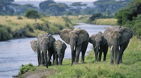 African Elephant Family Group Along A River Background, Elephant, African Elephant, Elephant ...