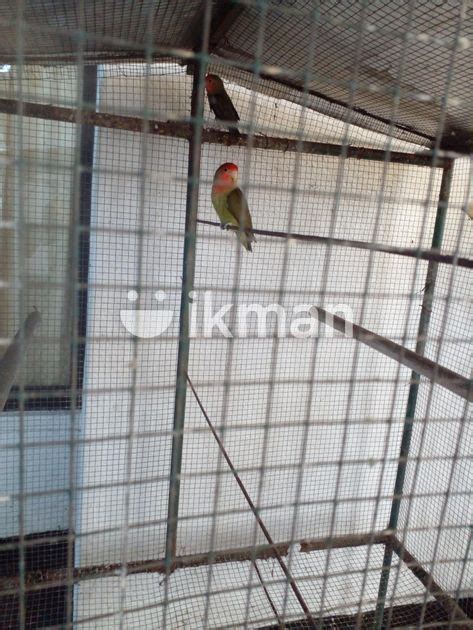 Cockatiel Birds In Maharagama Ikman