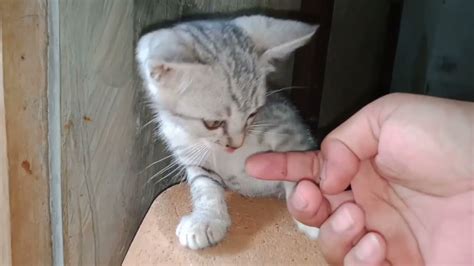 Adorable And Cute Kitten Kitten Bites My Finger Kittens Playing Happily Youtube