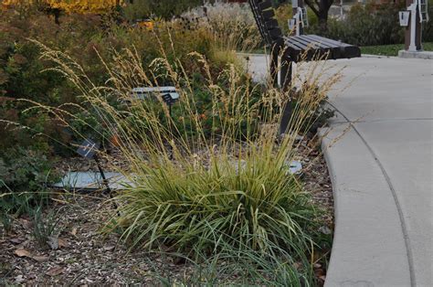 Purple Moor Grass