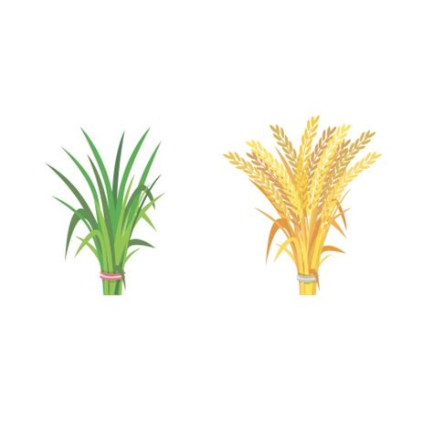 Rice Growth Plant Crop Growing Cycle Sketch Life Vector Image