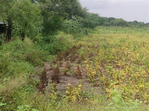 Farmers Face Heavy Losses As Excessive Rain Damages Crops In Drought