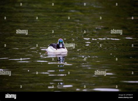 A Male Bufflehead Bucephala Albeola Duck Is Swimming On Yellow Lake