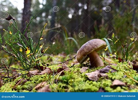 Cogumelo Branco Na Floresta No Outono Grande Boleto Cresce Na Vida