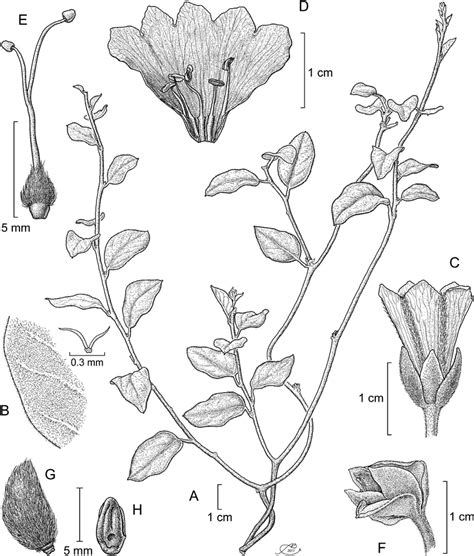 Bonamia Chontalensis Carranza Sp Nov A Plant Habit B Leaf Download Scientific Diagram