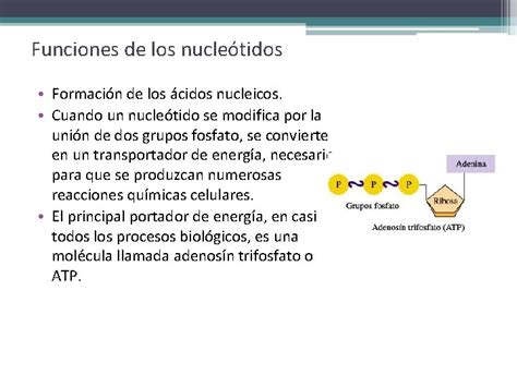 Cidos Nucleicos Caractersticas Generales De Los Cidos Nucleicos